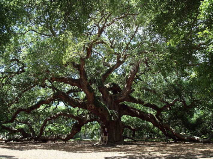 The famous "Angel Oak" Tree on Johns Island. Photo Wikipedia