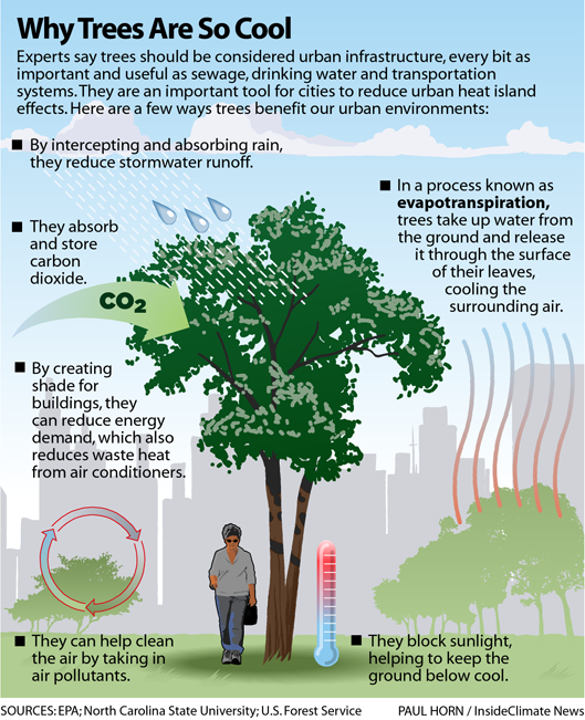 Trees are cooling infrastructure in way more ways than one. Source: Inside Climate News.