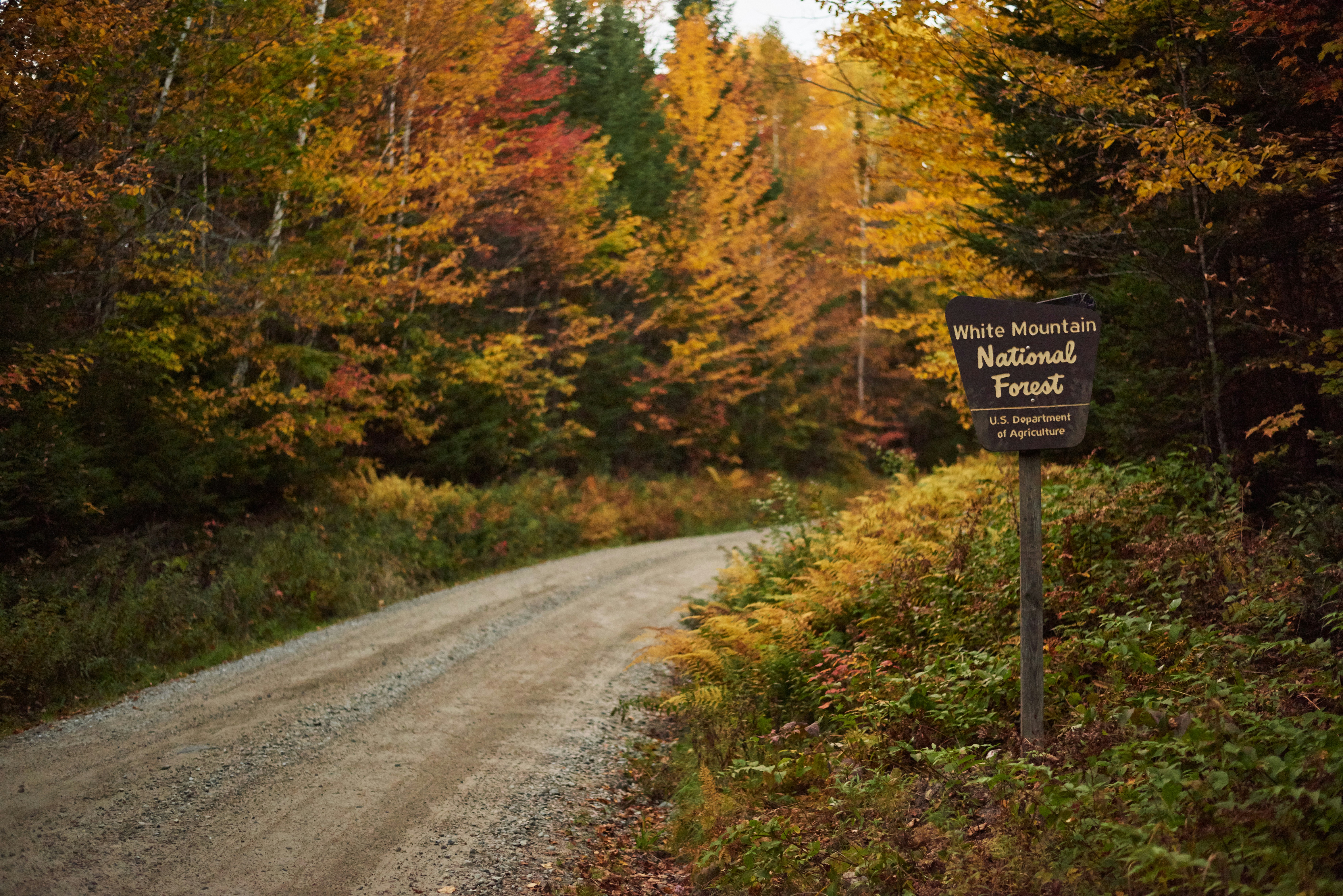 Ending the Roadless Rule is Bad News for Public Lands